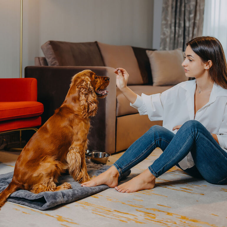 zdjęcia hoteli przyjaznych psom